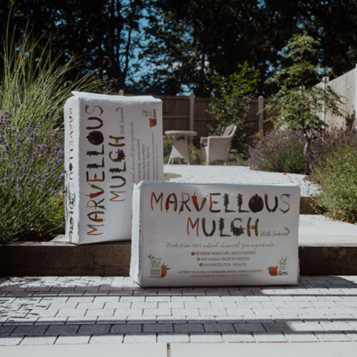 Marvellous Mutch in Garden