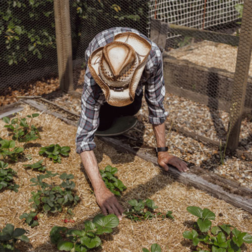 Mulch on Garden
